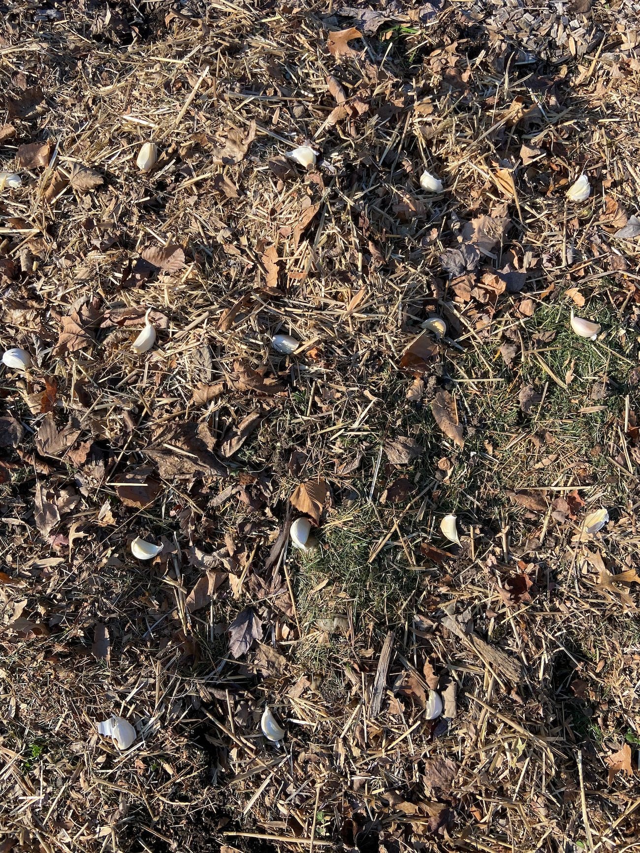 garlic cloves placed 6 inches apart on soil