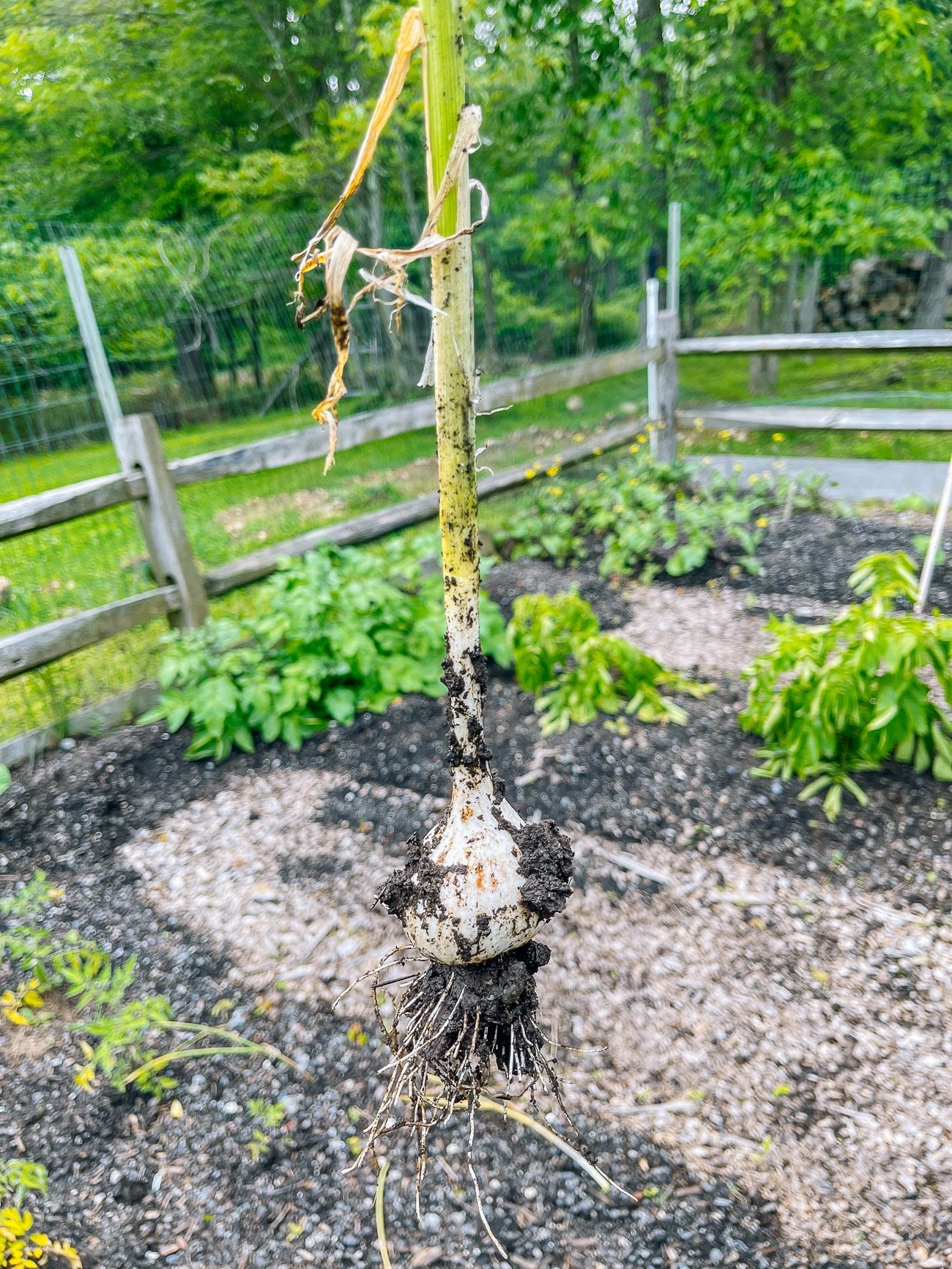 garlic bulb that was just pulled out of the ground