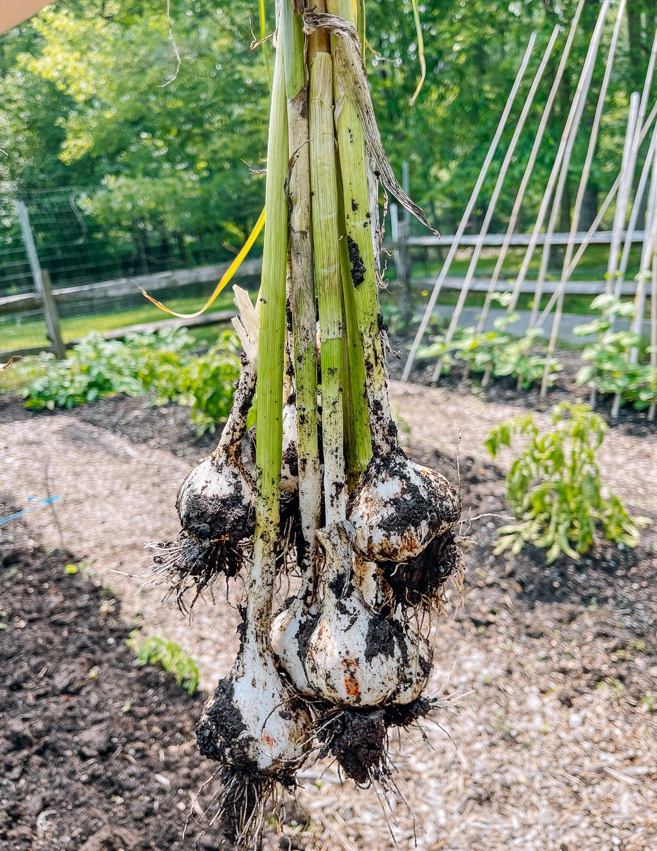 how to grow garlic