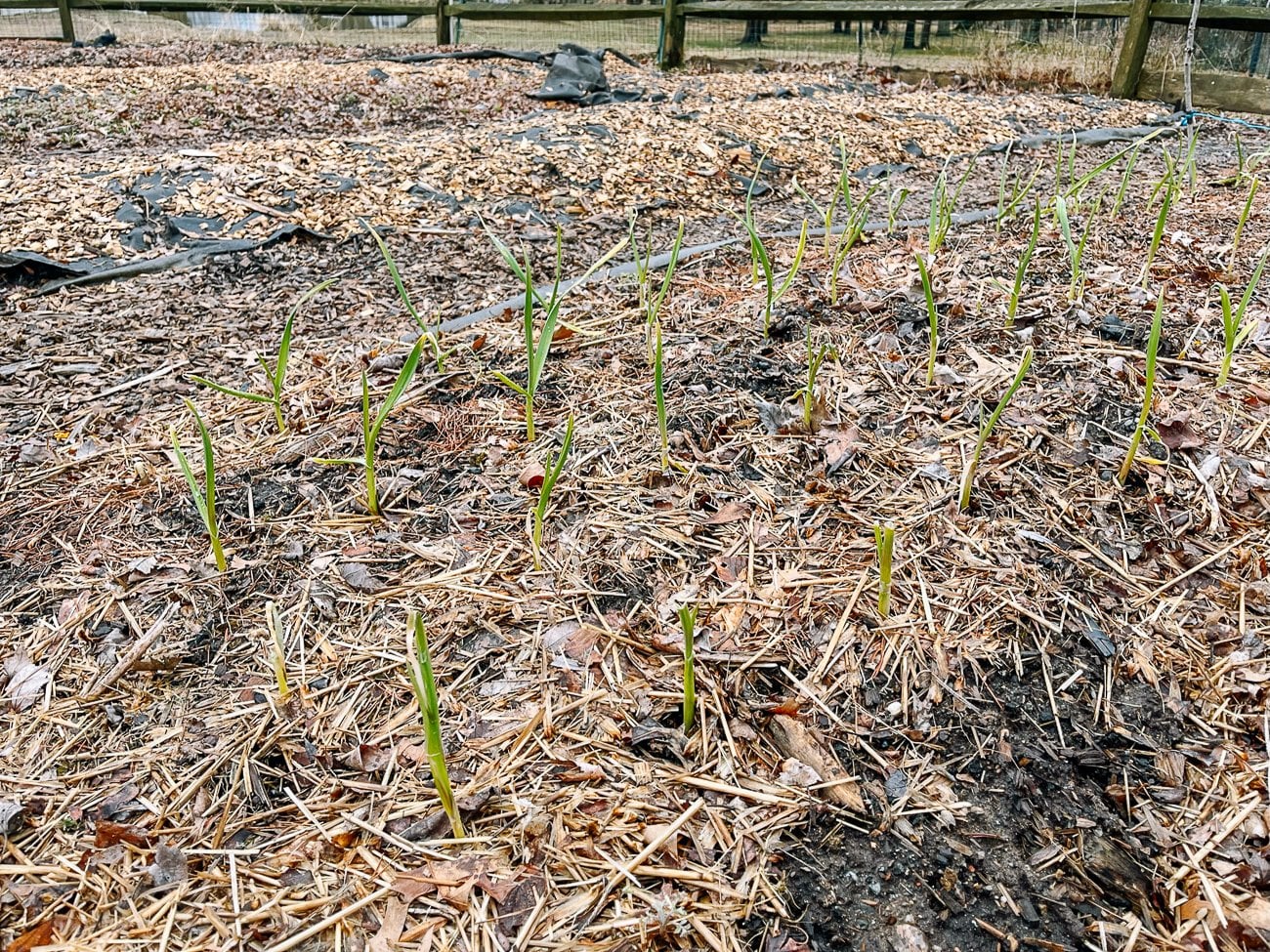 mulched garlic plants in late fall