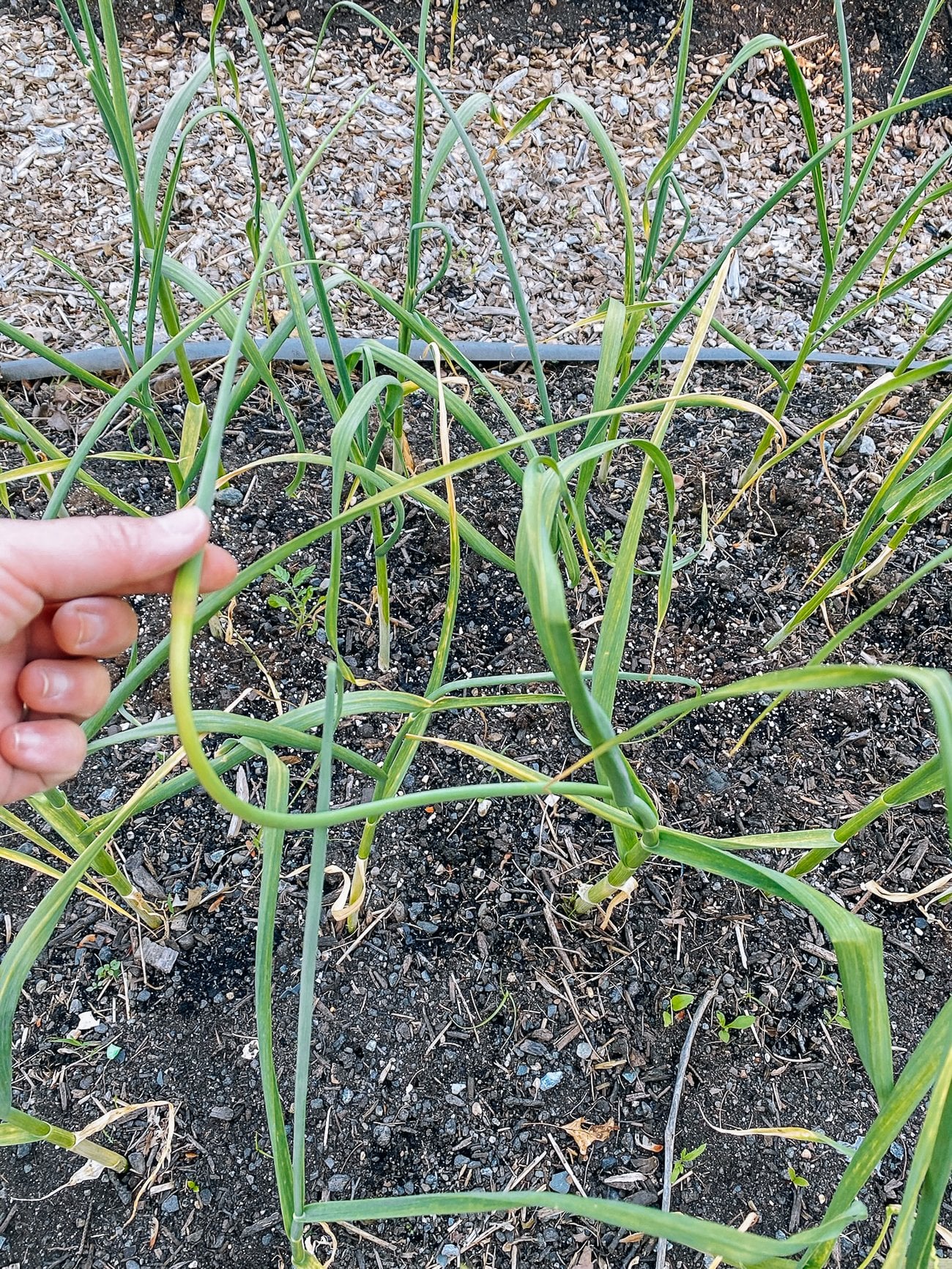 garlic scape on plant
