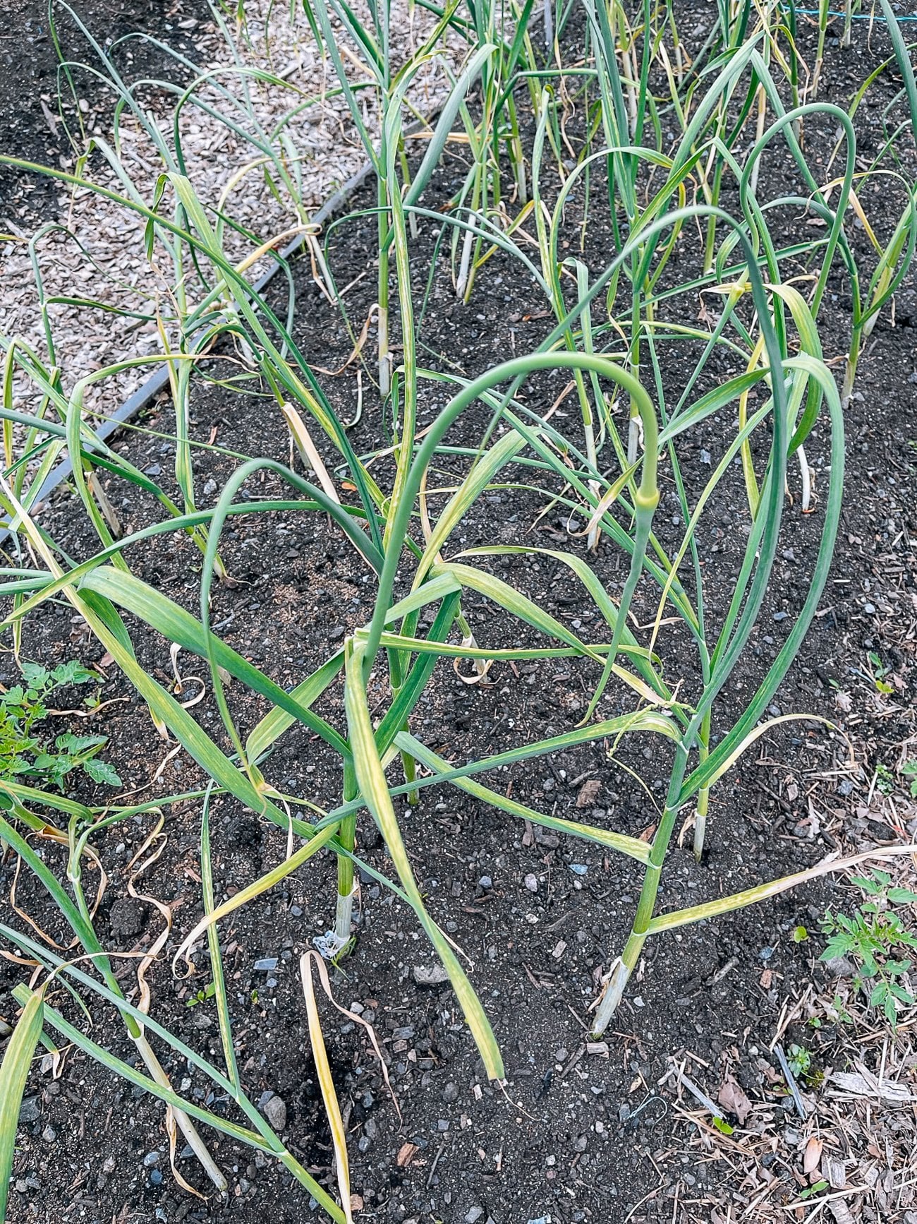 garlic scape