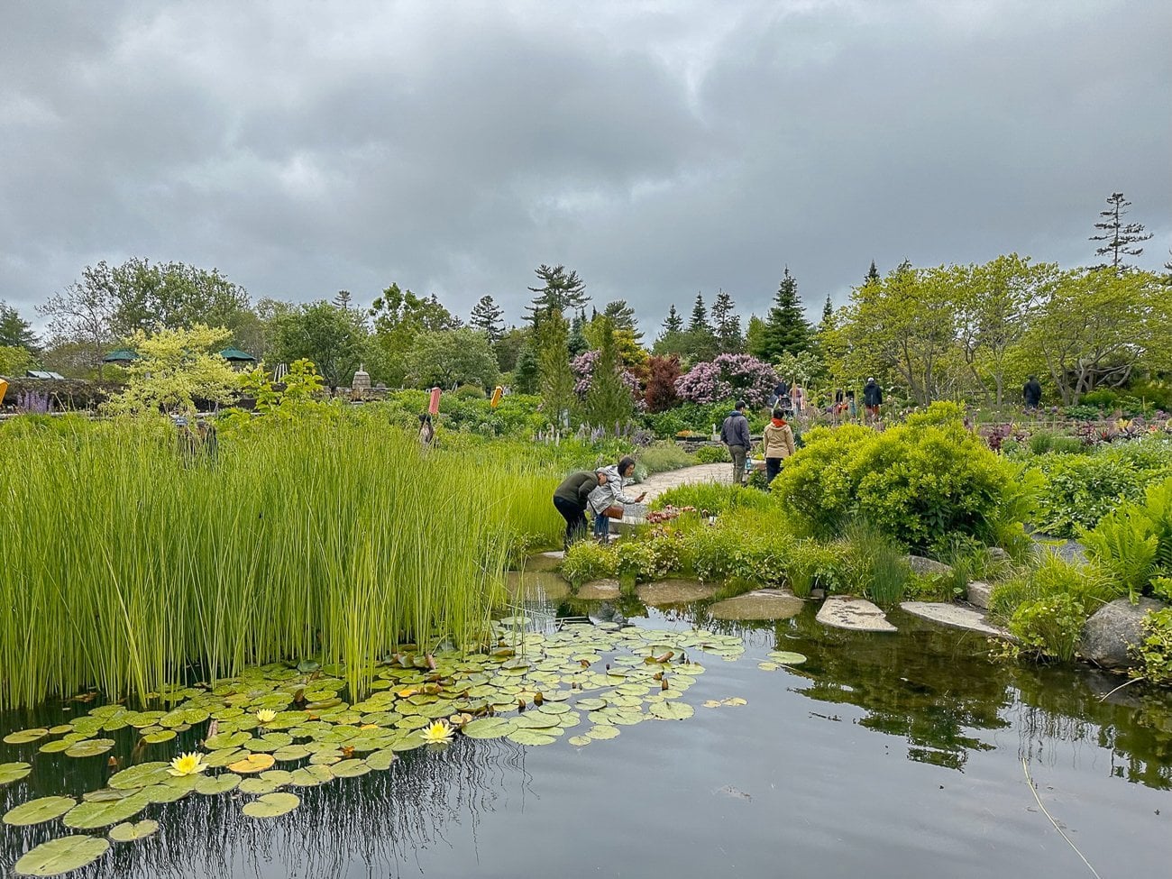 Bill and Judy taking photos of plants at the Coastal Maine Botanical Garden