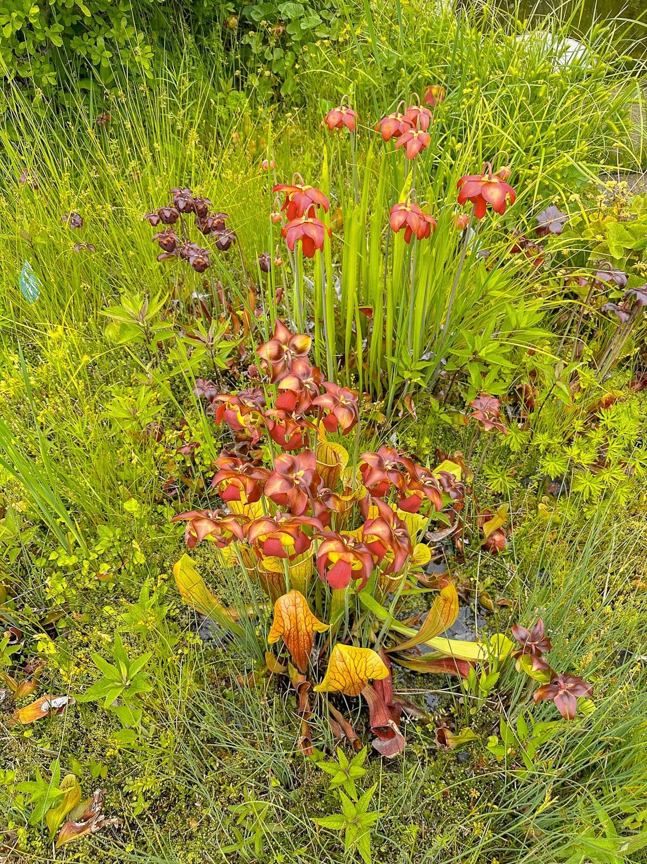 Pond orchids at the Coastal Maine Botanical Garden