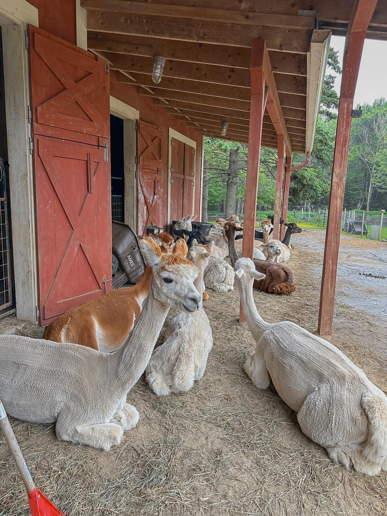 Cape Newagen alpaca farm alpacas