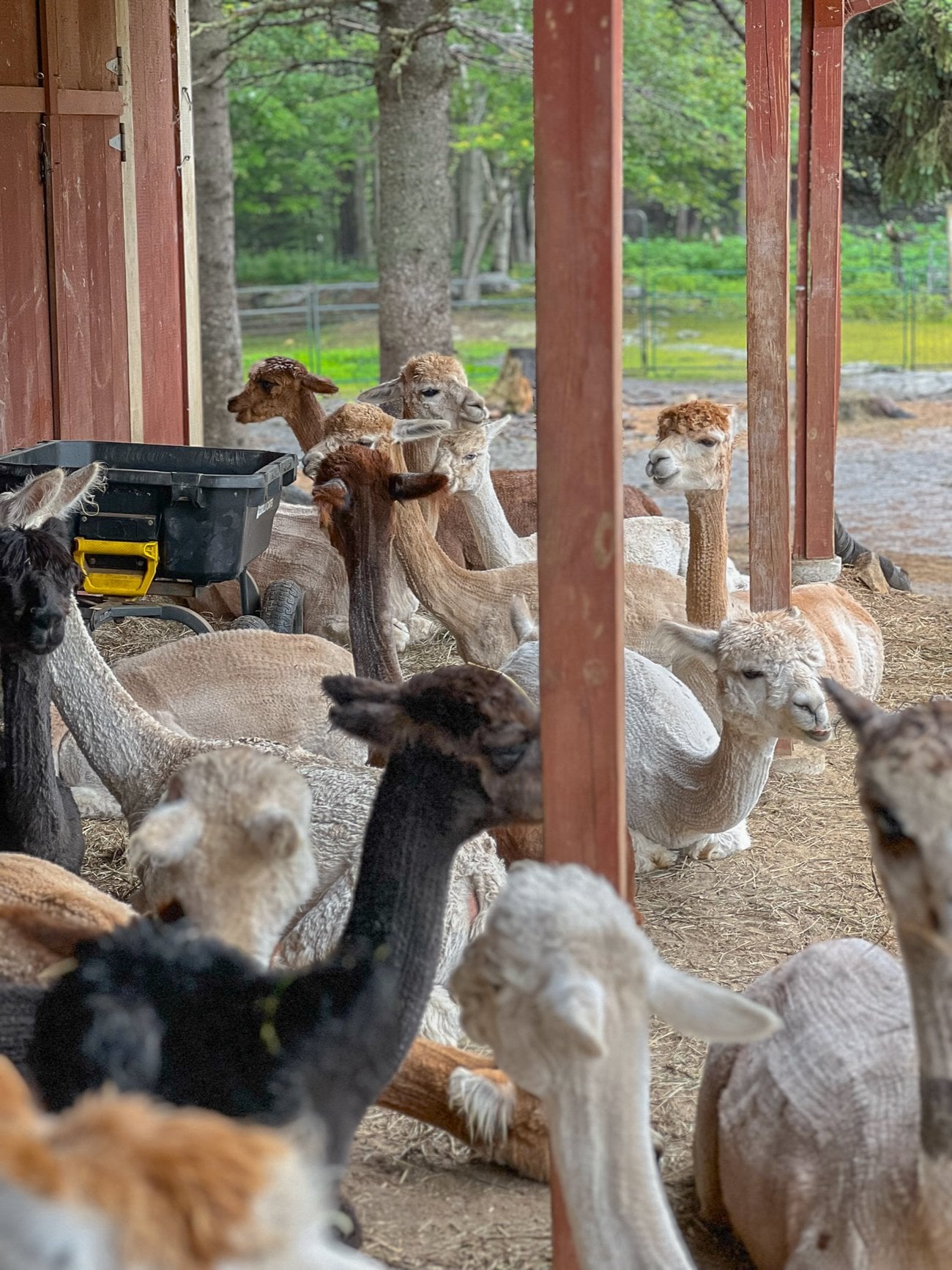 Cape Newagen alpaca farm alpacas