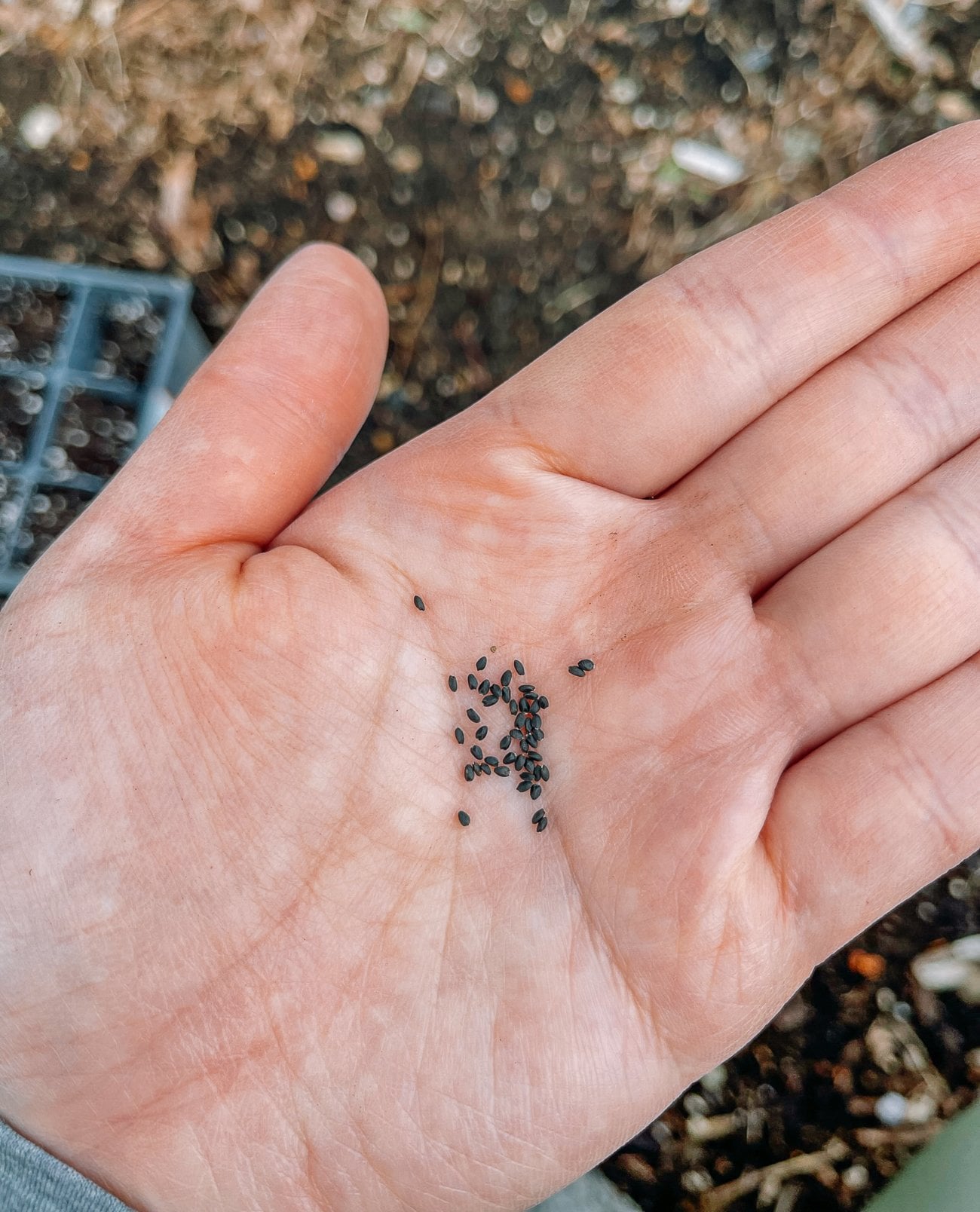 Thai basil seeds in hand
