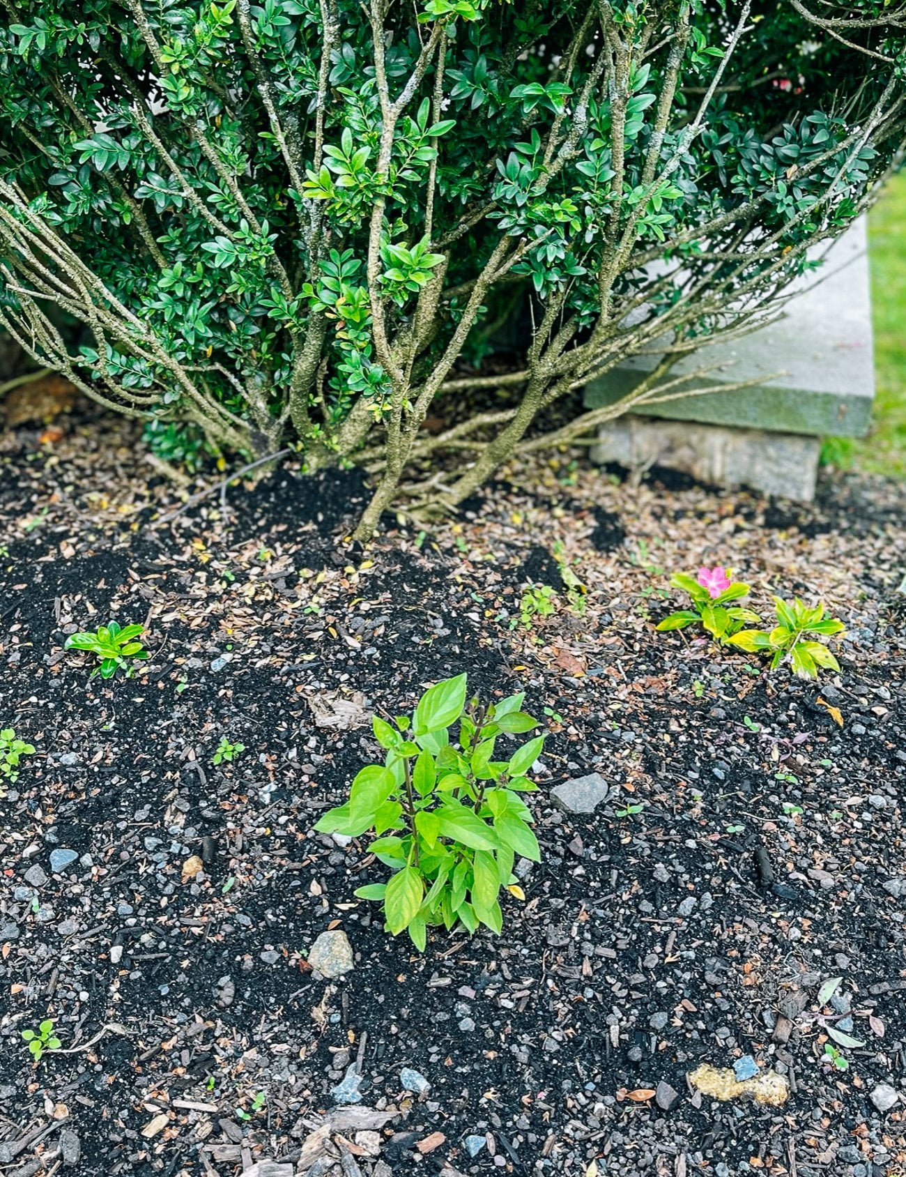 Young Thai basil plant