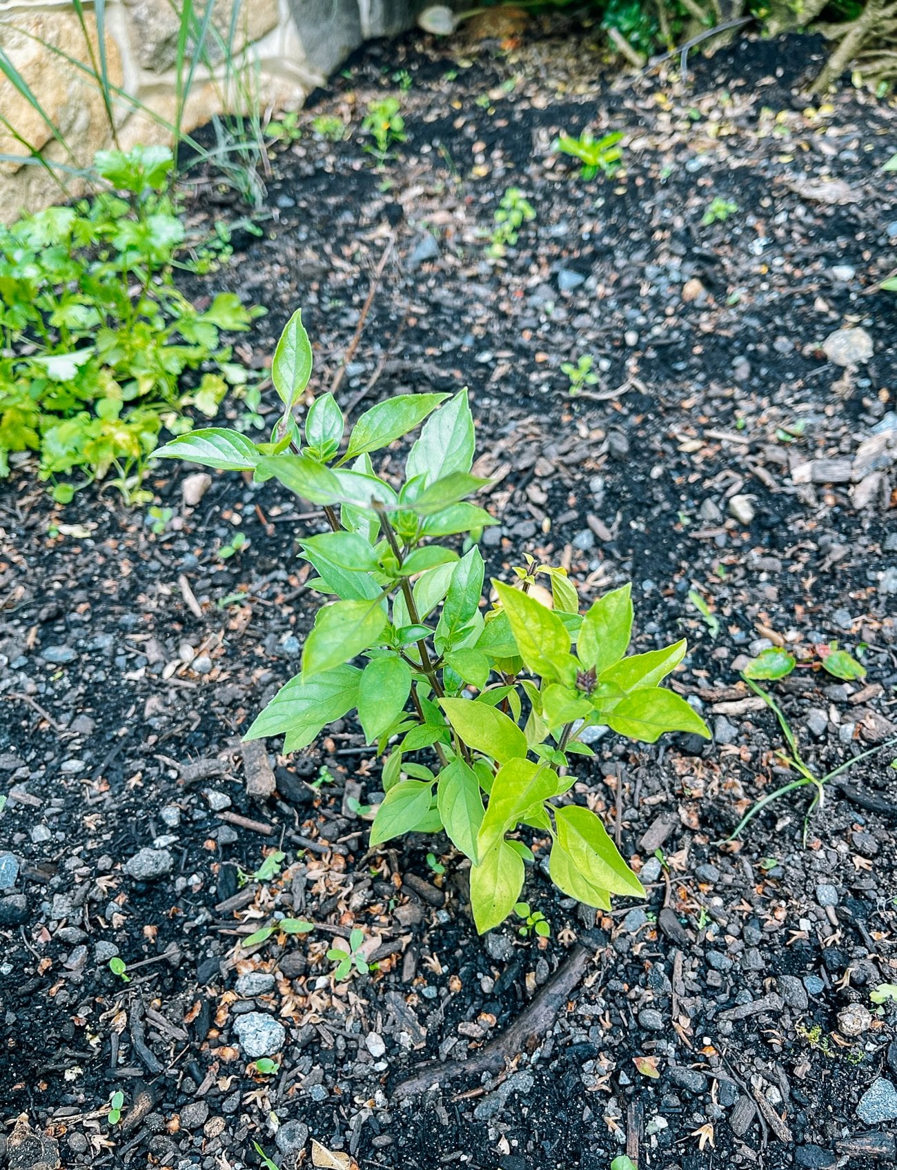 Thai sweet basil