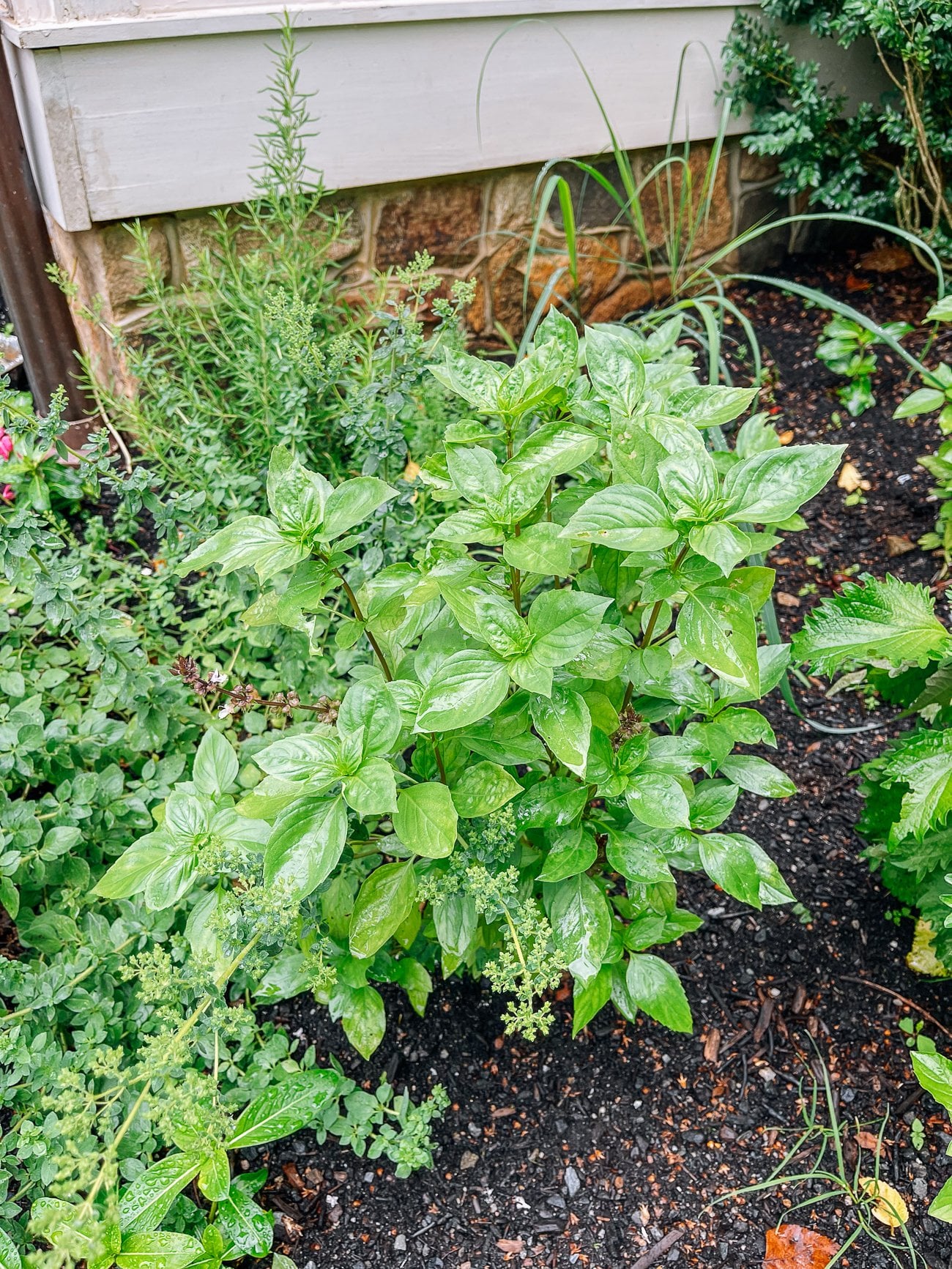 How to Grow Thai Basil