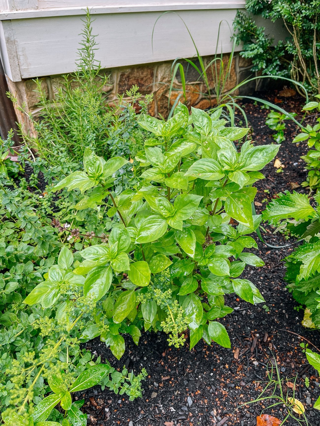 How to Grow Thai Basil