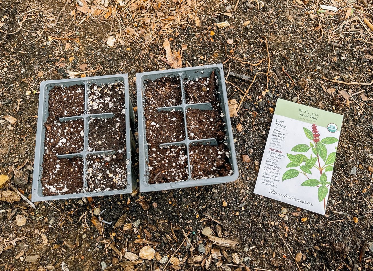 starting Thai basil seeds