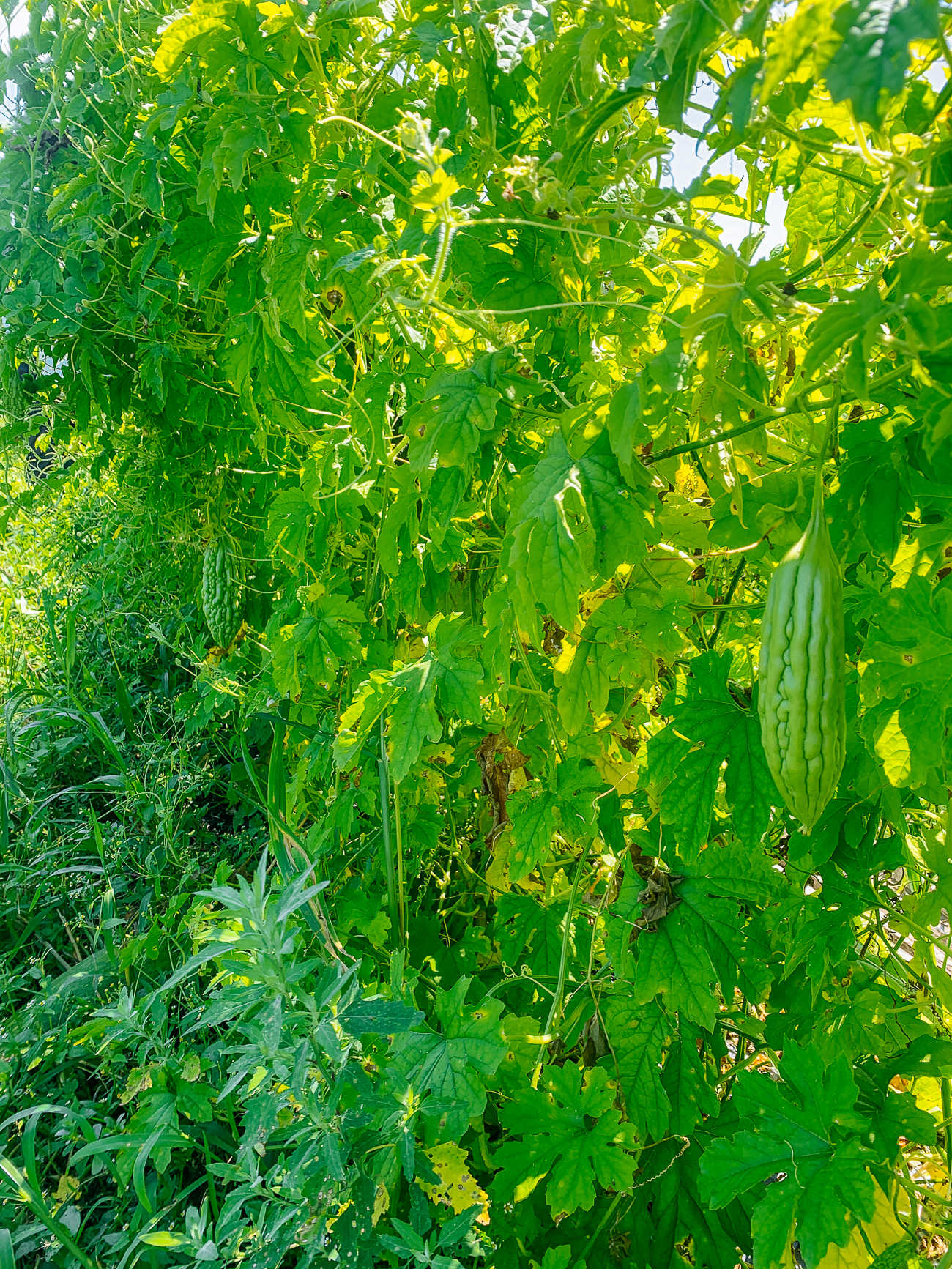 bitter melon plant