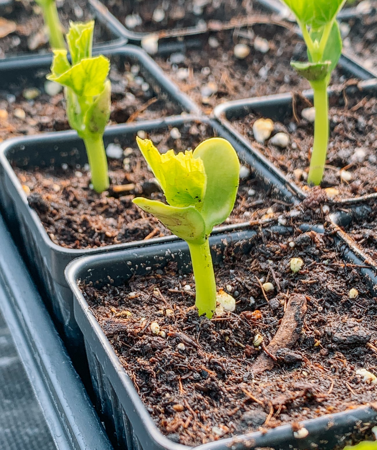 bitter melon seedlings in pots