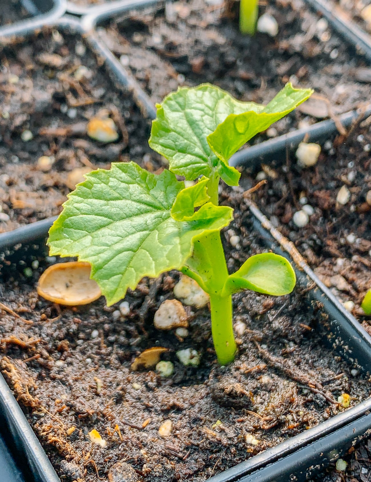 bitter melon seedling in pot
