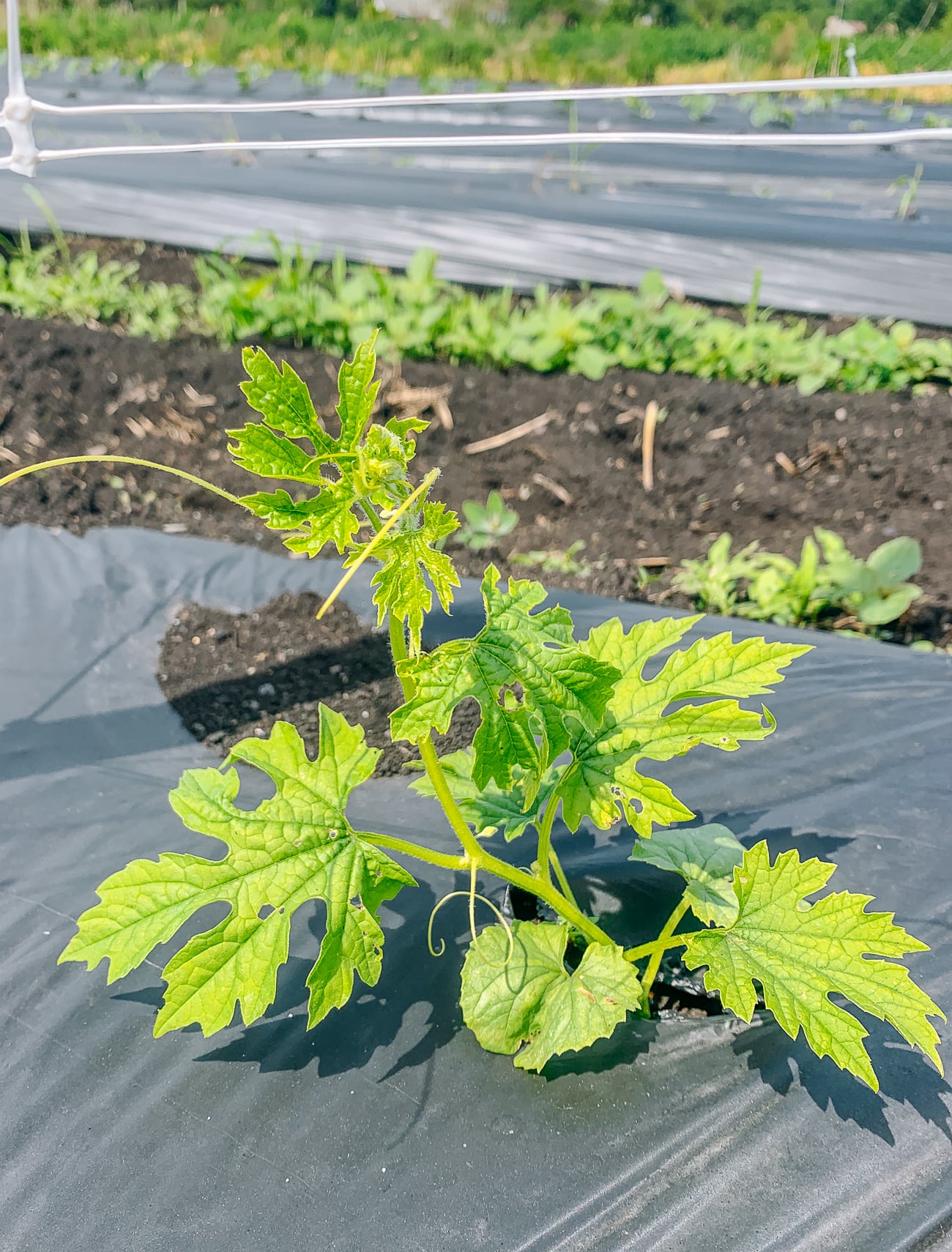 young bitter melon plant