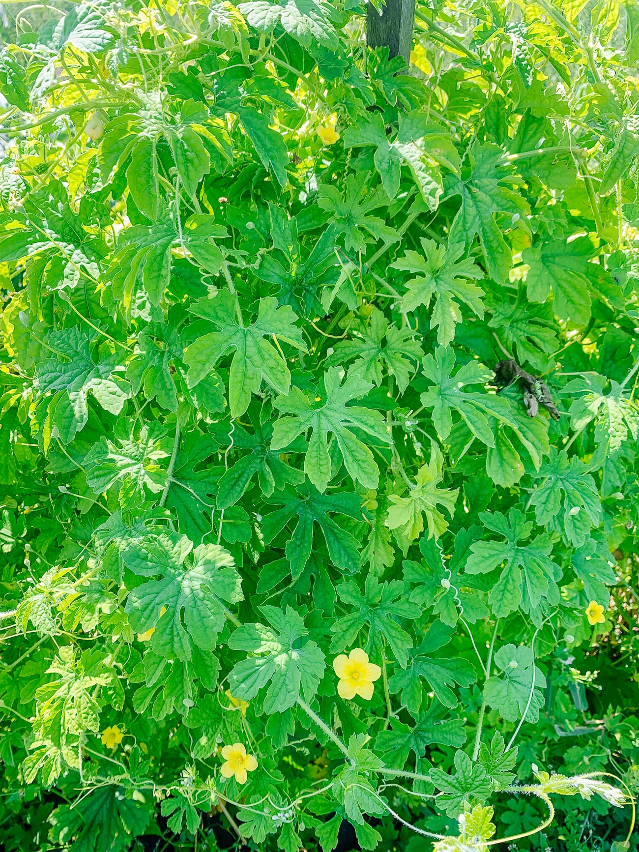 Bitter melon plant flowering
