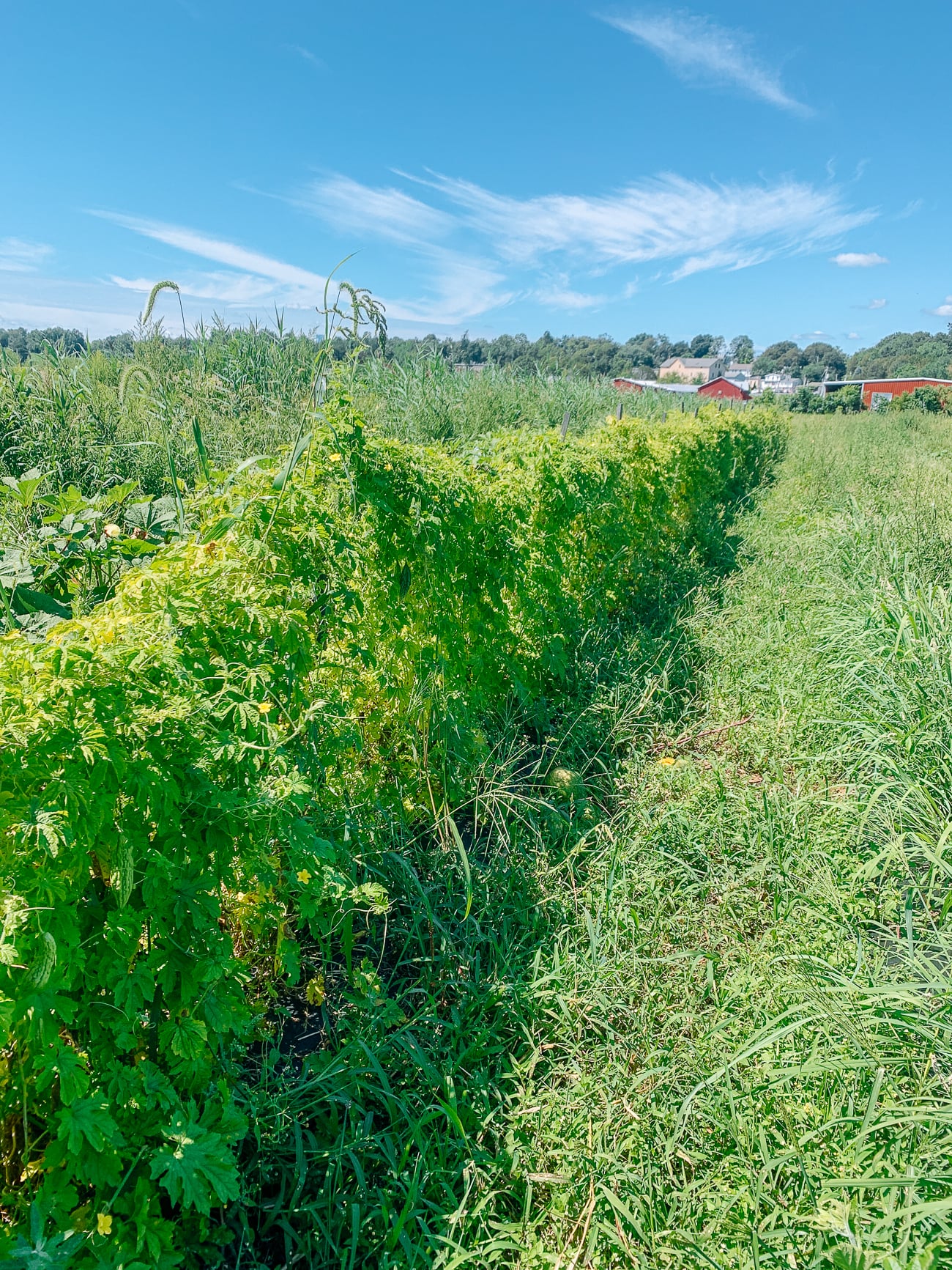 line of bitter melon plants at Choy Division farm