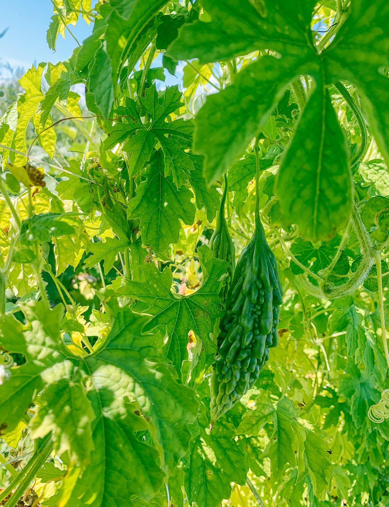 India Type Bitter Melon on the Vine