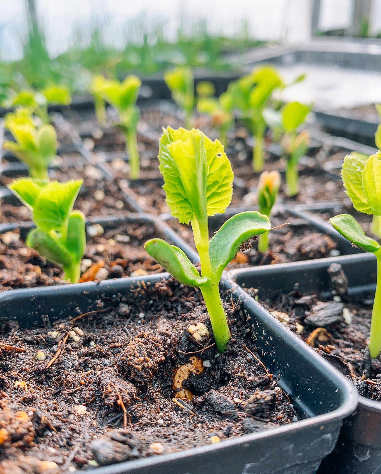 bitter melon seedlings in greenhouse