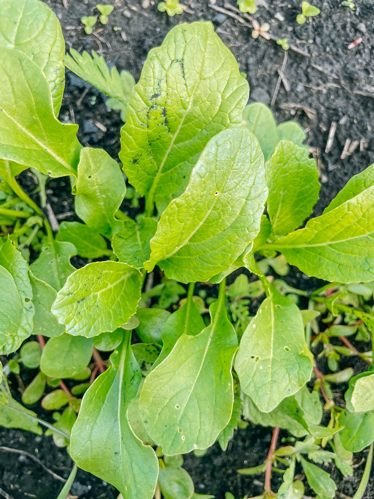 how to grow choy sum