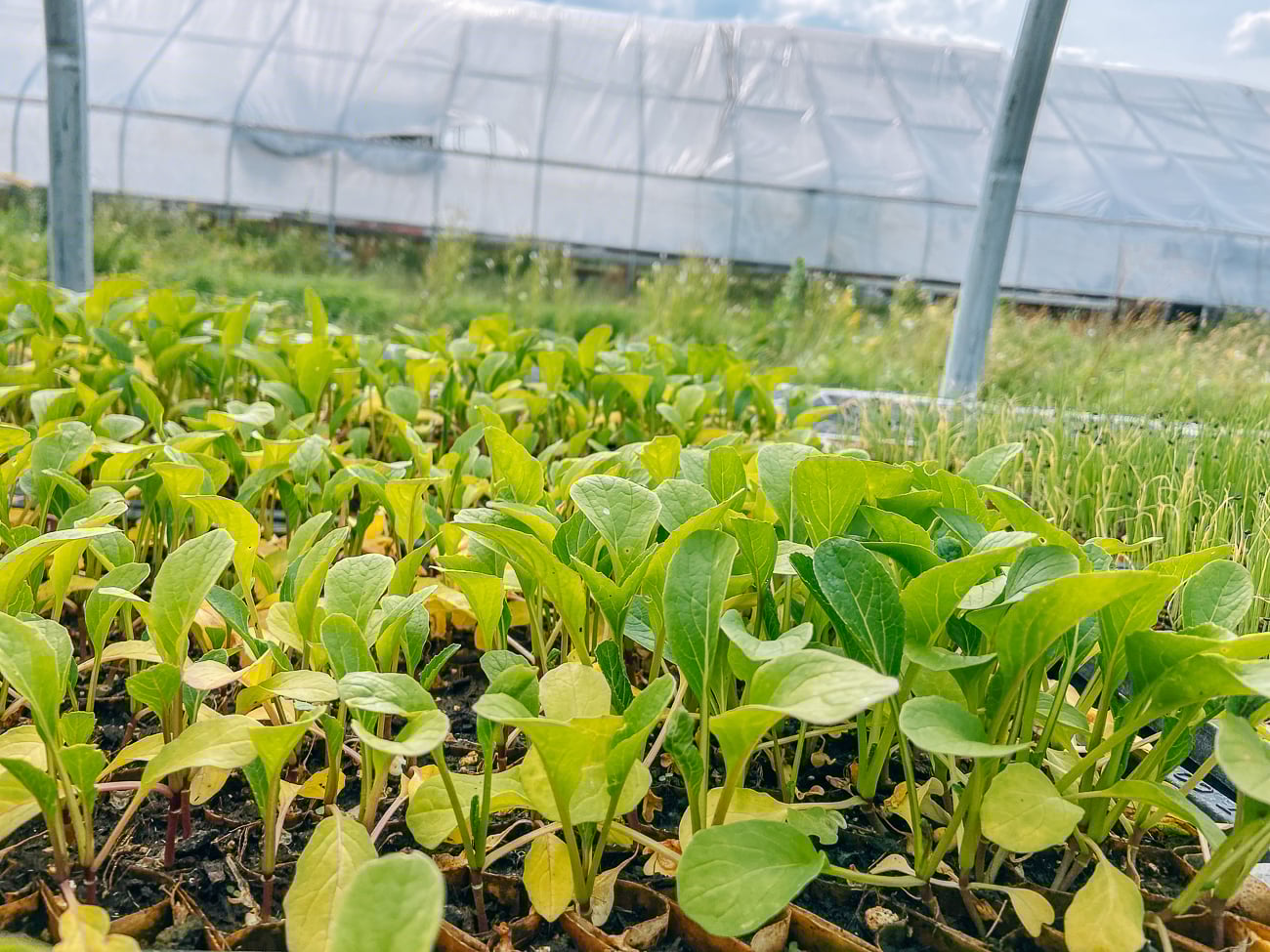 choy sum grown under cover