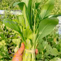 How to grow choy sum