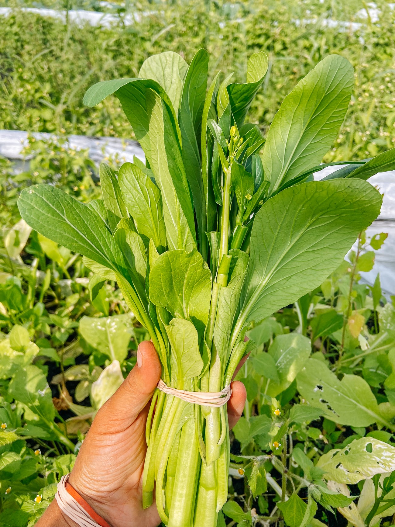 How to Grow Choy Sum / Yu Choy