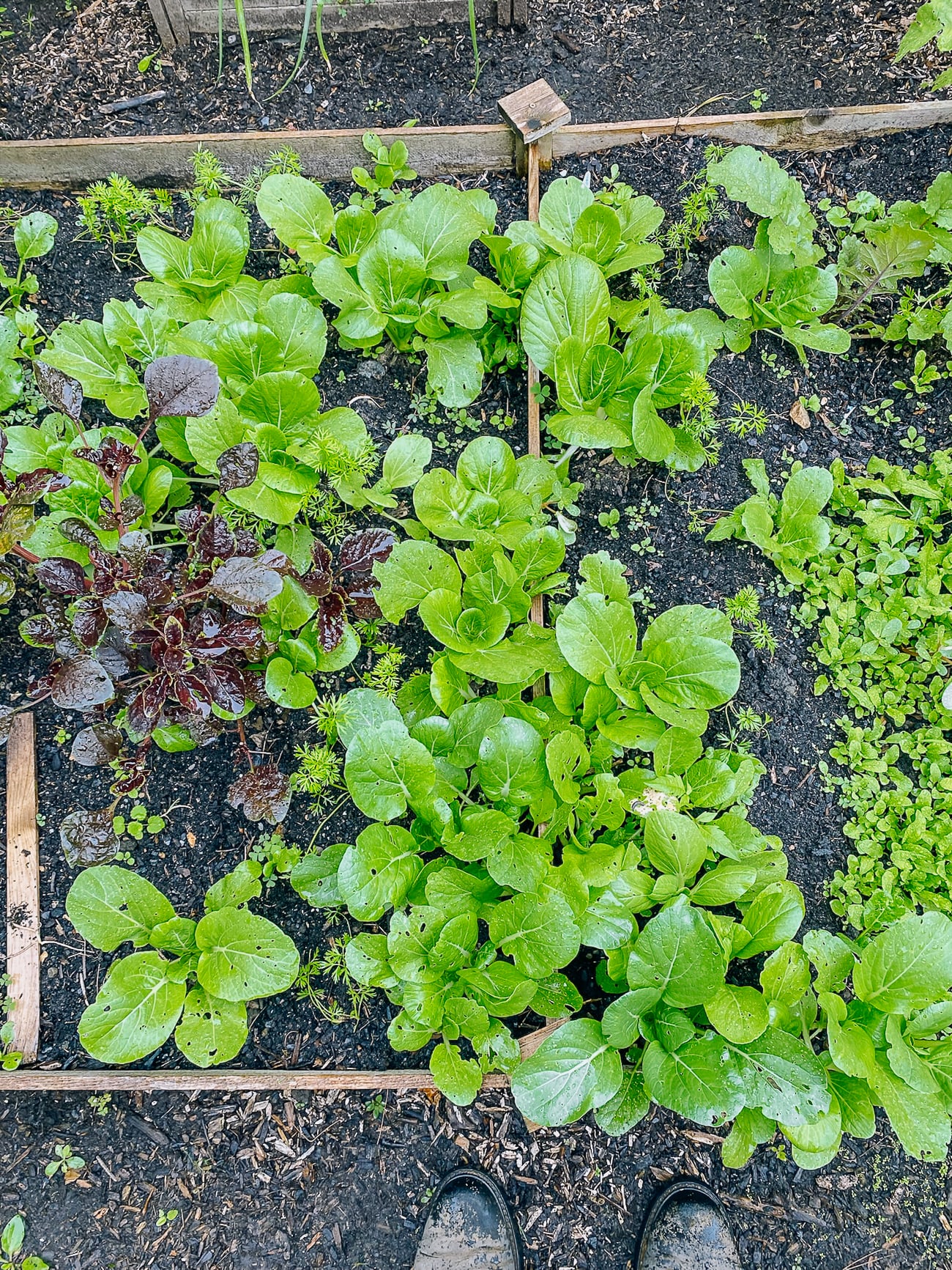 choy sum growing with other leafy greens in raised bed