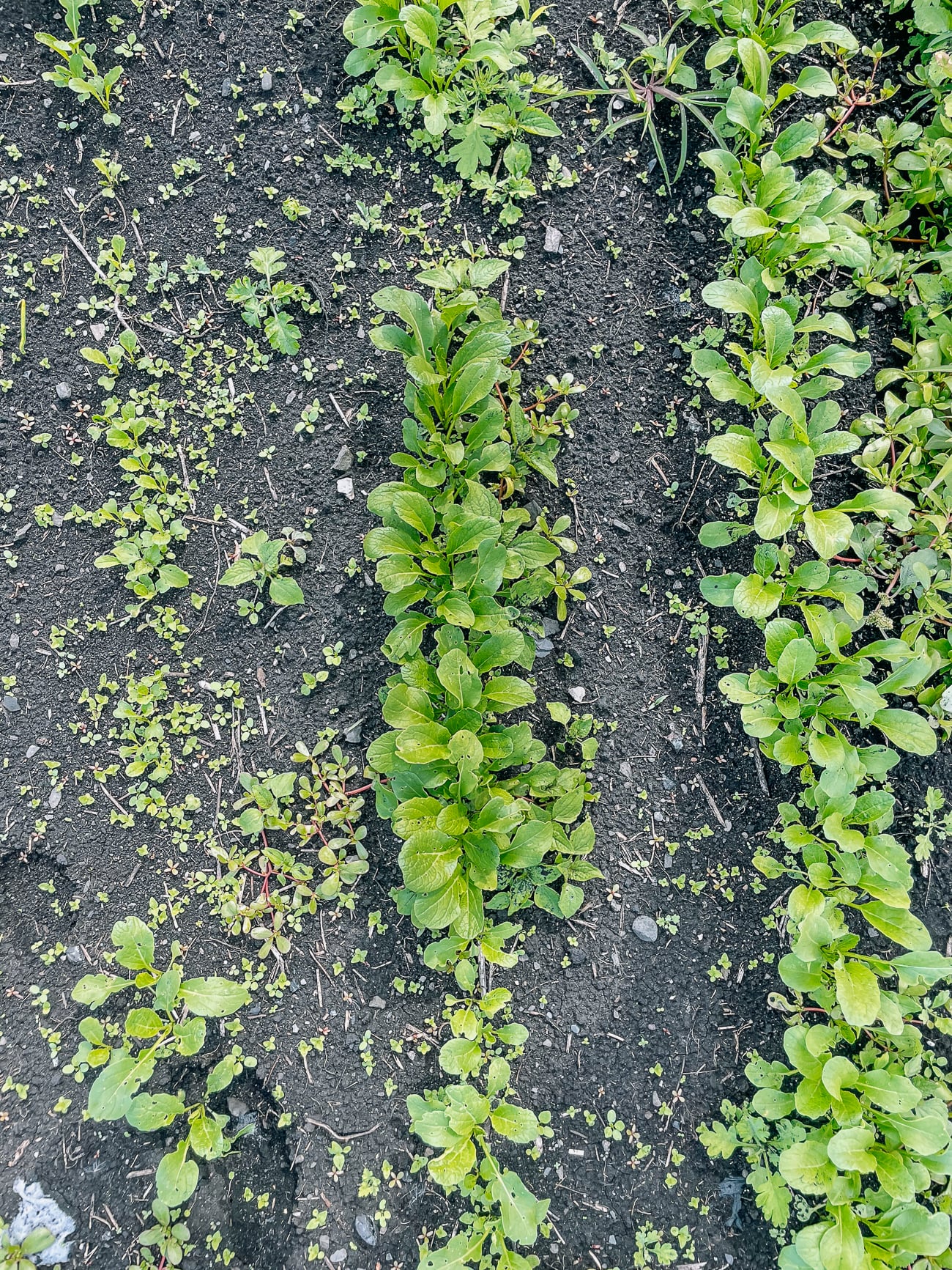 Rows of choy sum growing