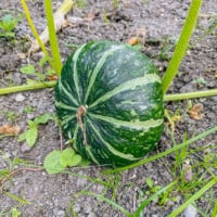How to grow kabocha squash