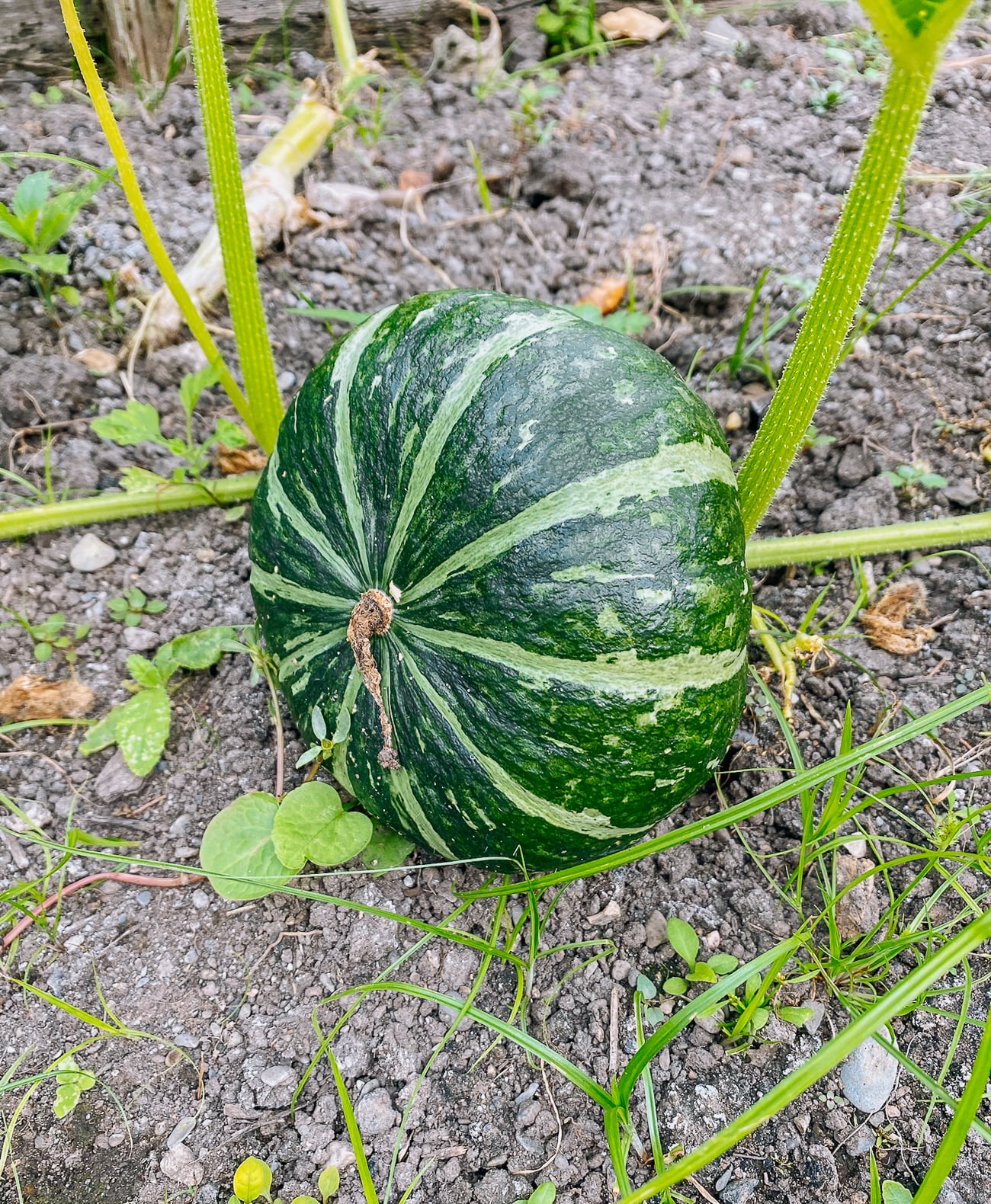 How to Grow Kabocha Squash