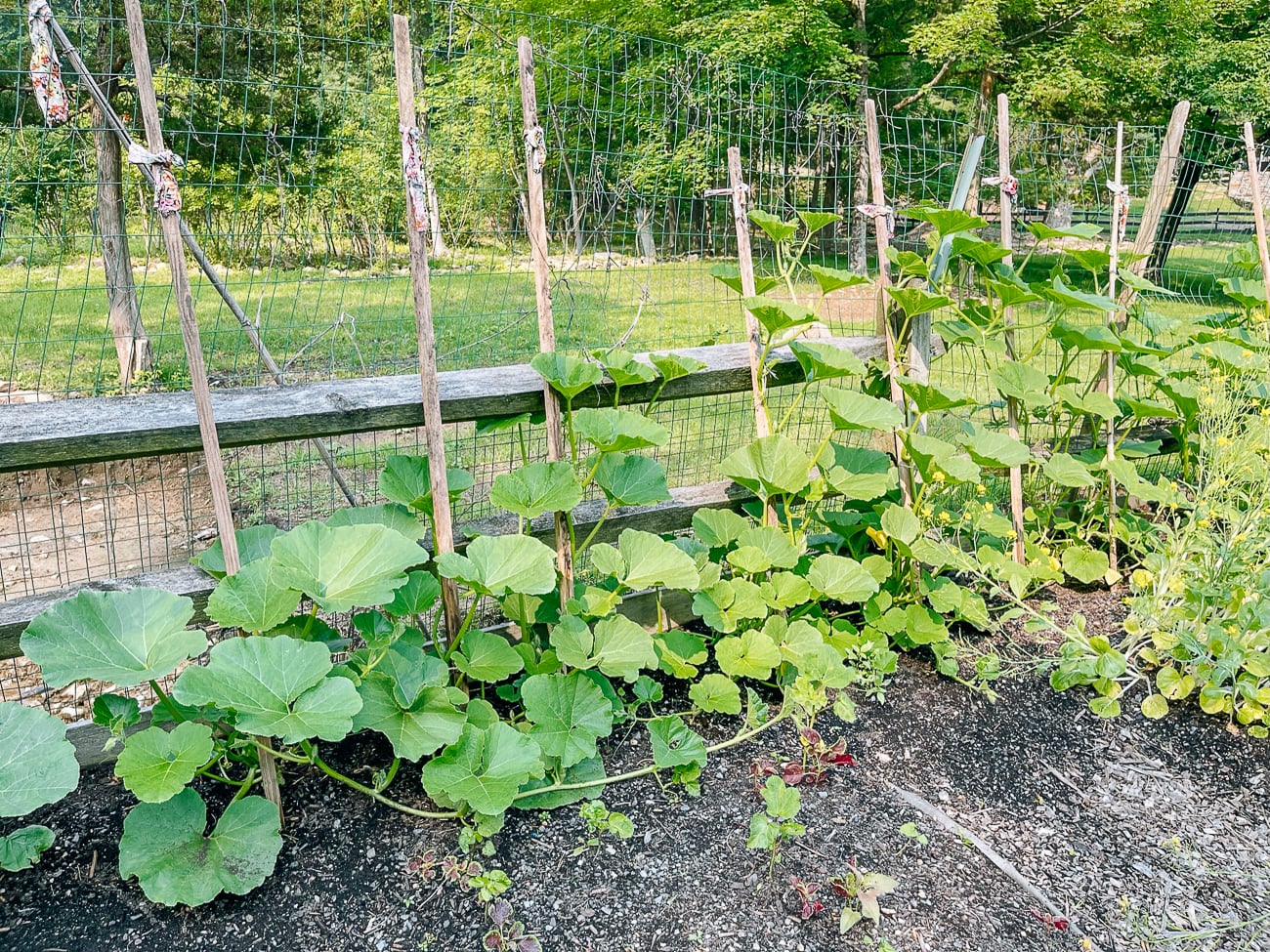 kabocha squash plants