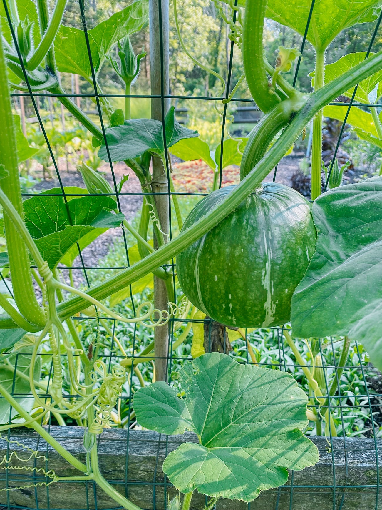 kabocha squash vine on fence