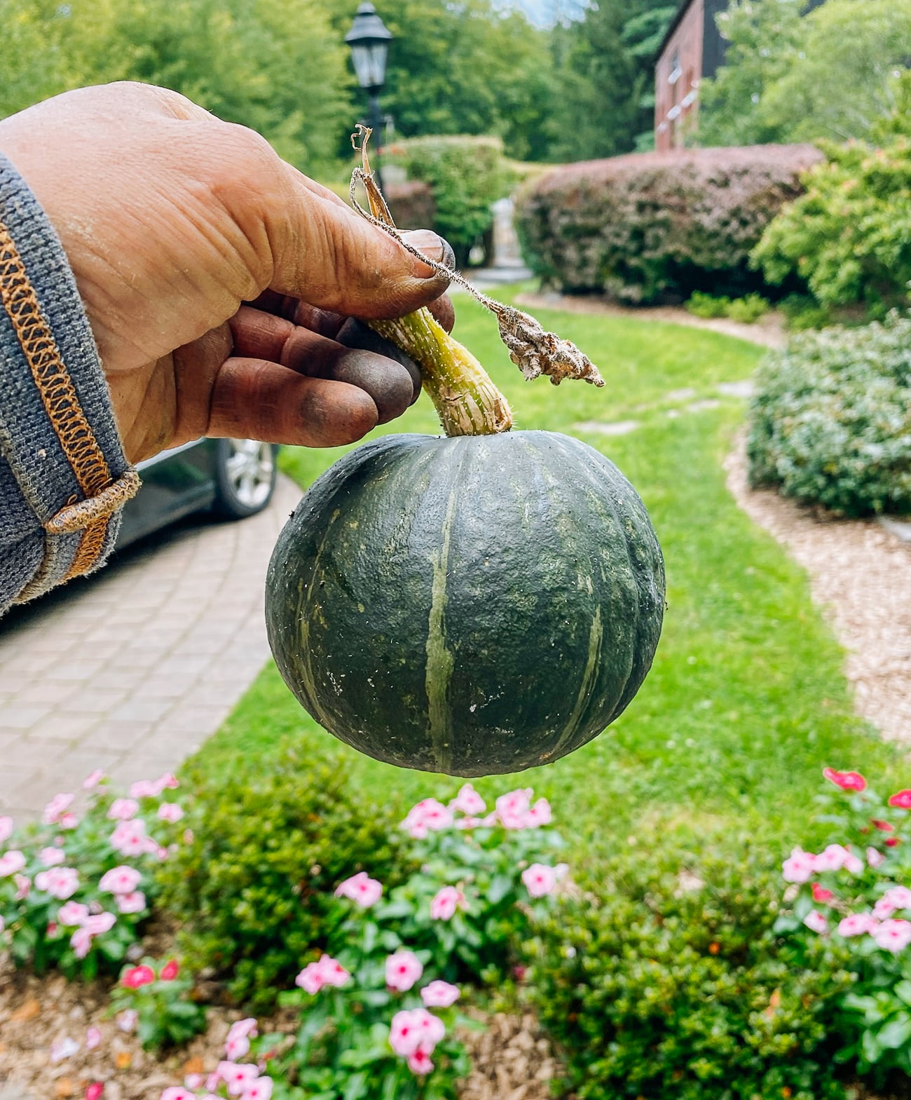 harvested kabocha squash