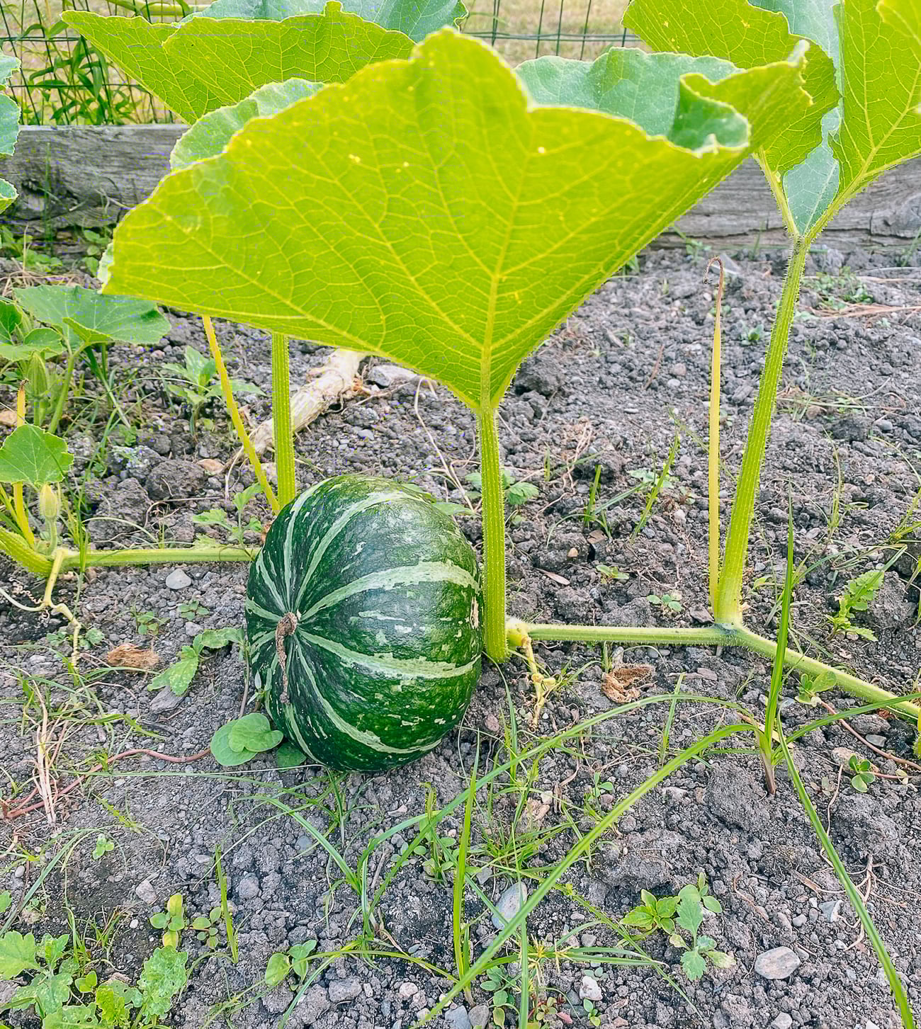Kabocha squash on plant
