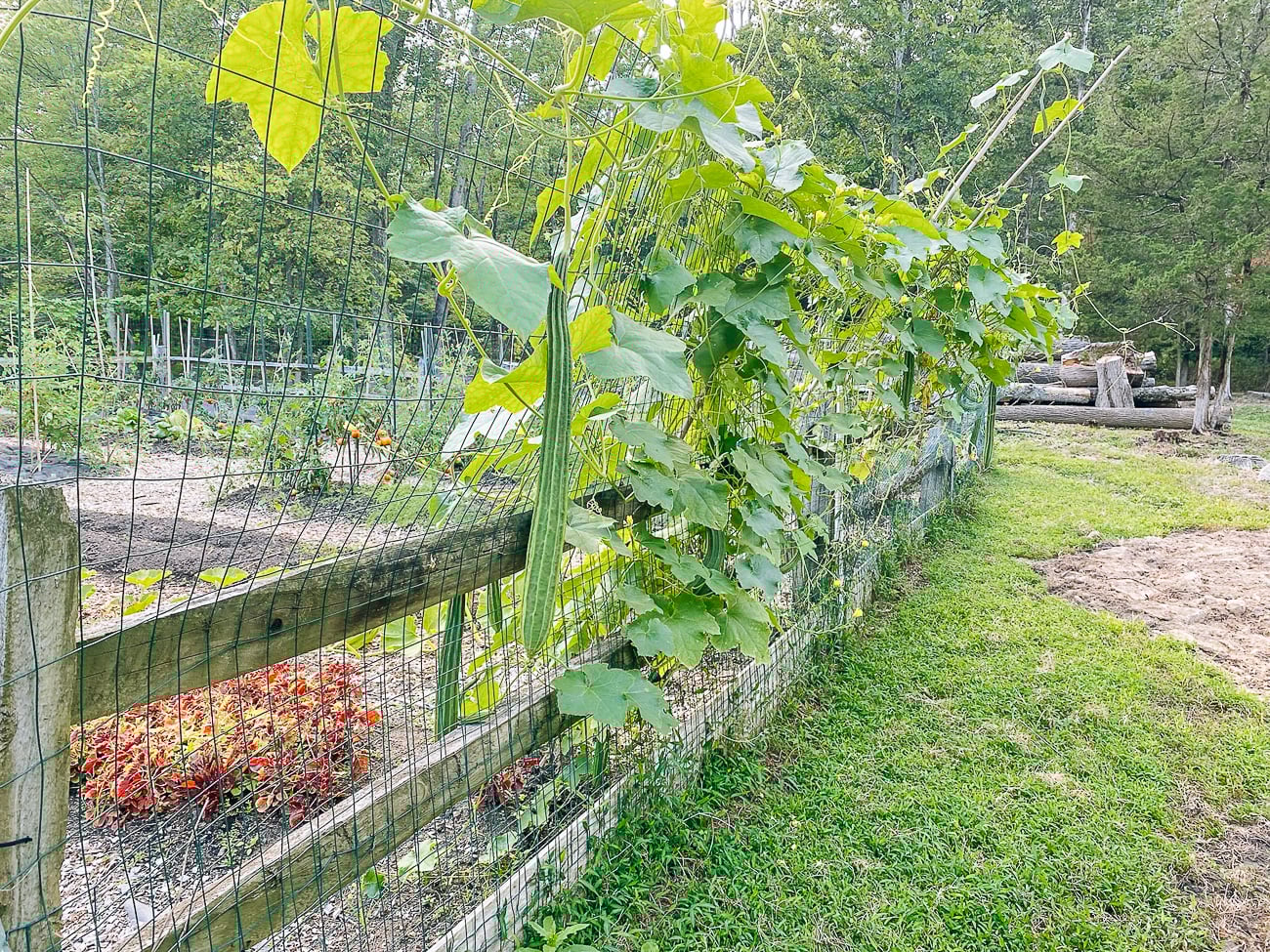 Ridged Loofah, or Chinese Okra, growing on vine