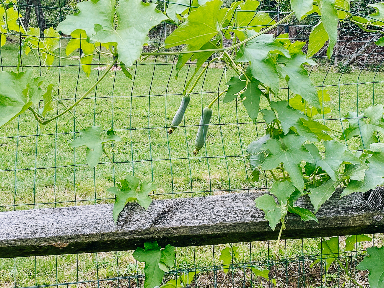 smooth sponge gourd plants growing on vine