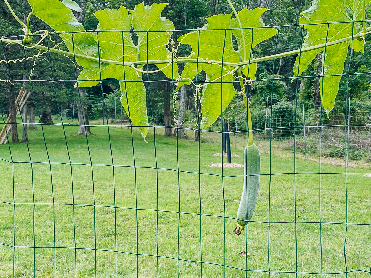 smooth loofah growing on fence