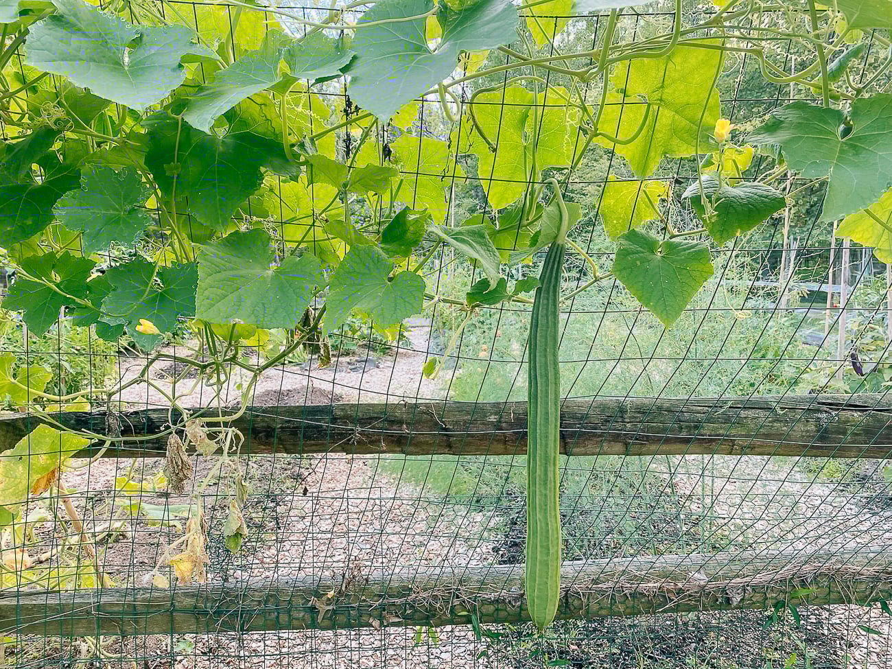 Ridged Loofah, or Chinese Okra, growing in garden