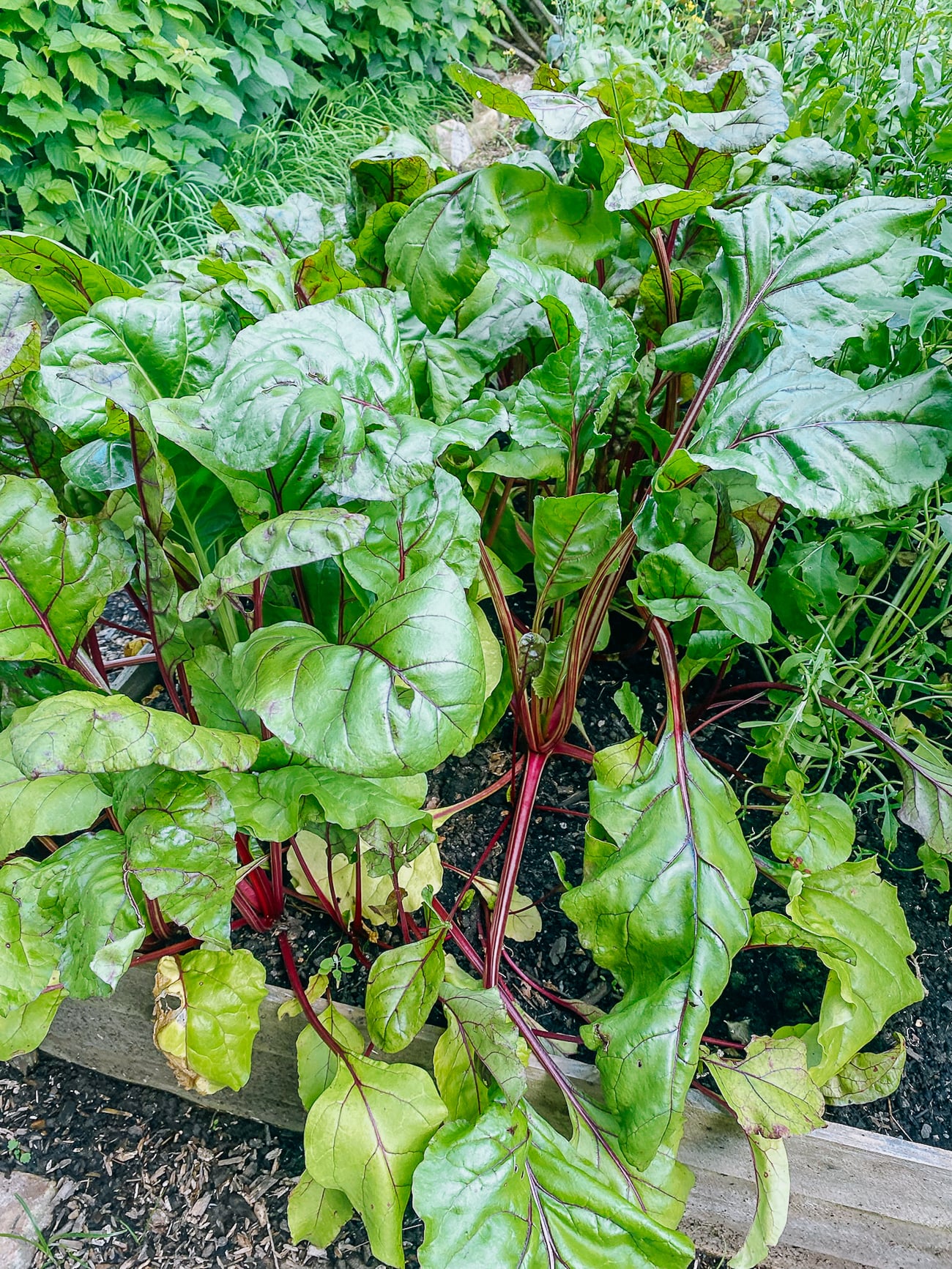 beets growing