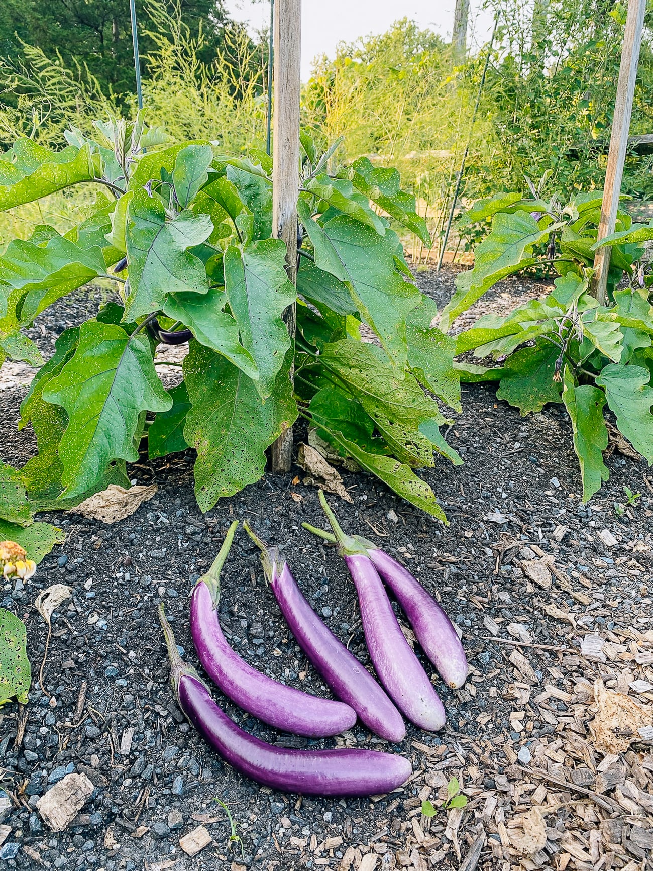 Chinese eggplant harvest
