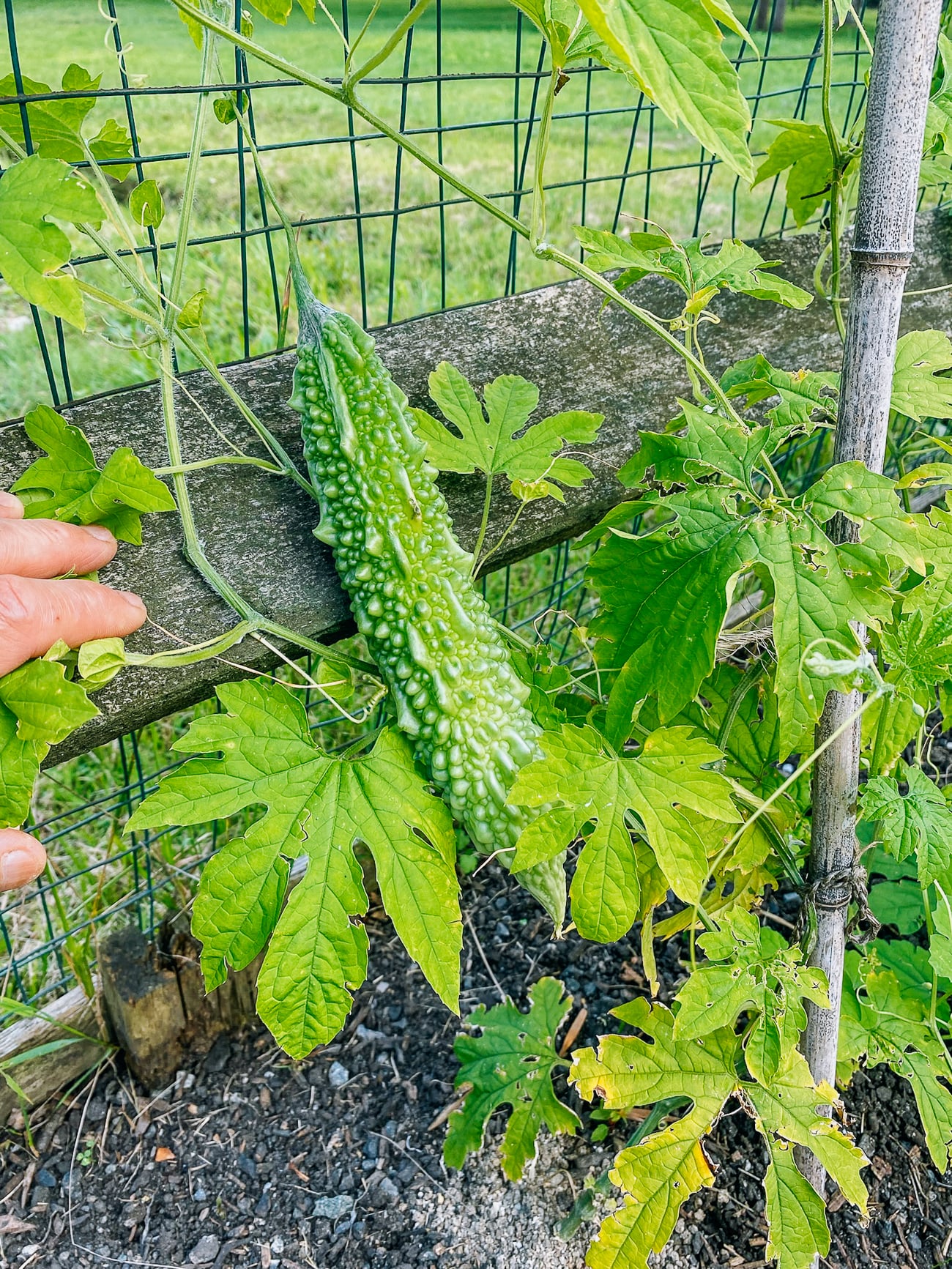 Indian bitter melon on plant