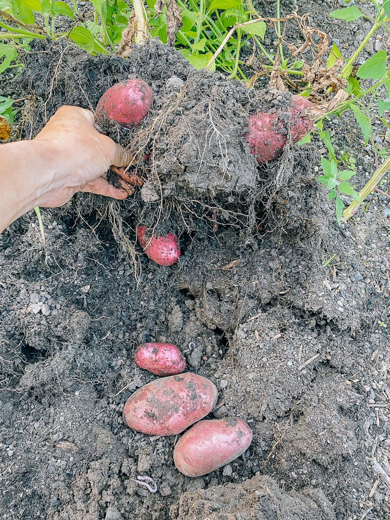 digging red potatoes out of the ground