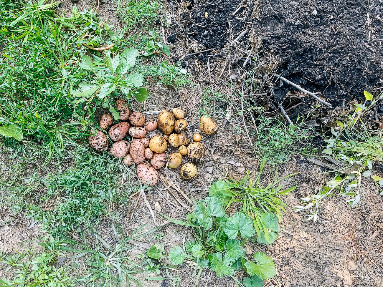 Potato harvest