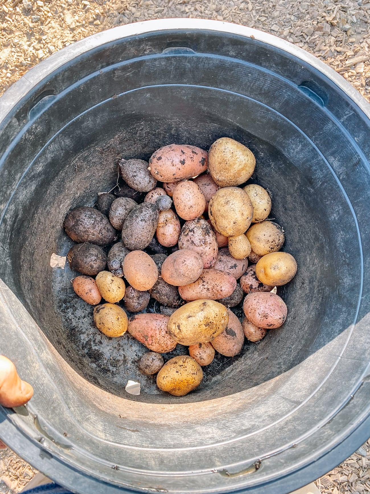 potato harvest