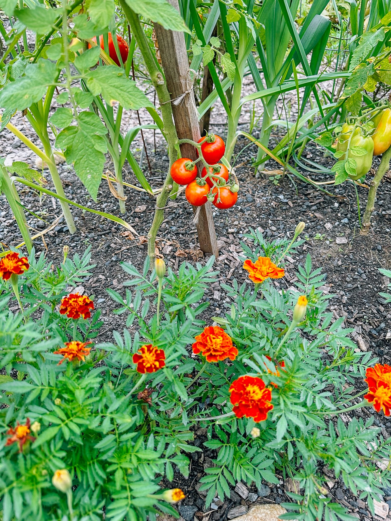 Cherry tomatoes and marigolds