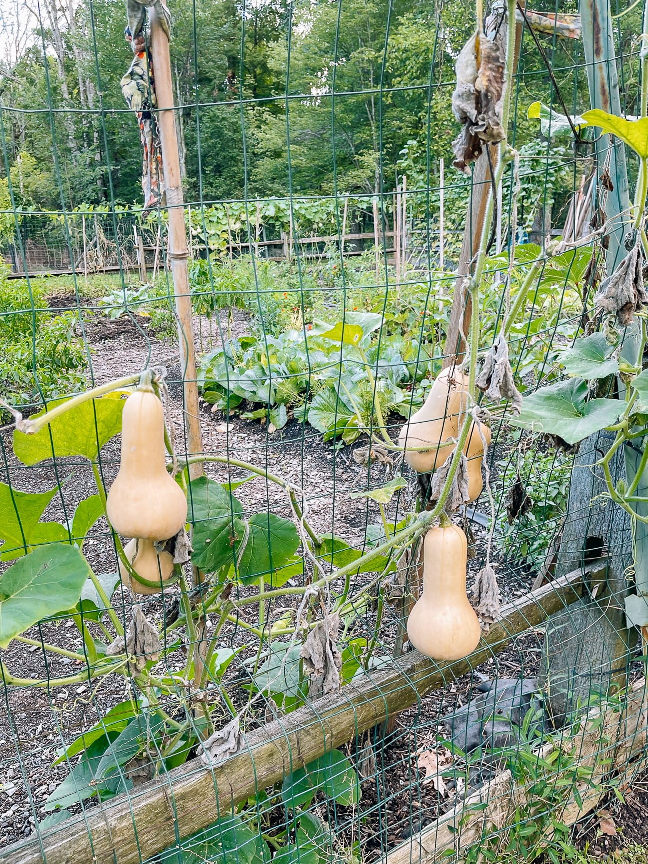 butternut squash growing