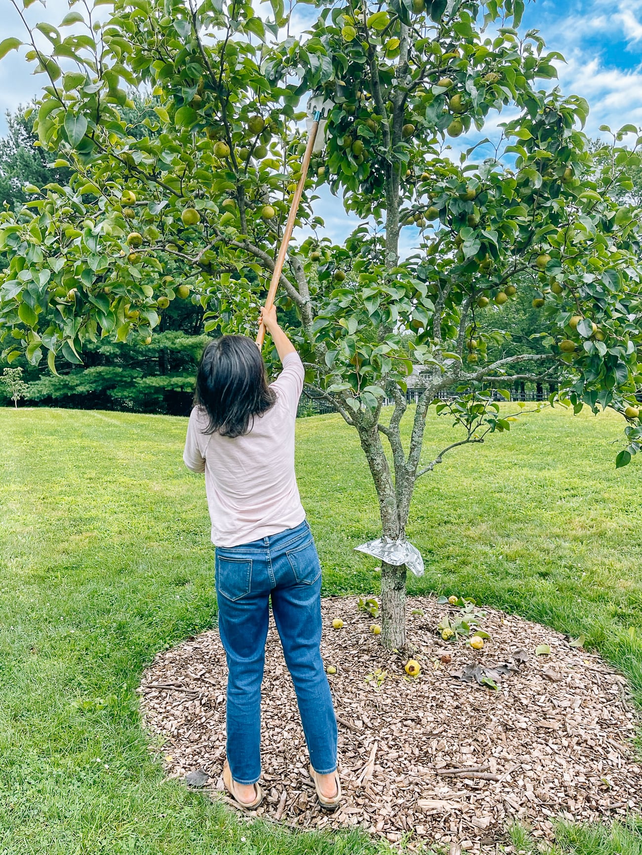 Judy picking pears