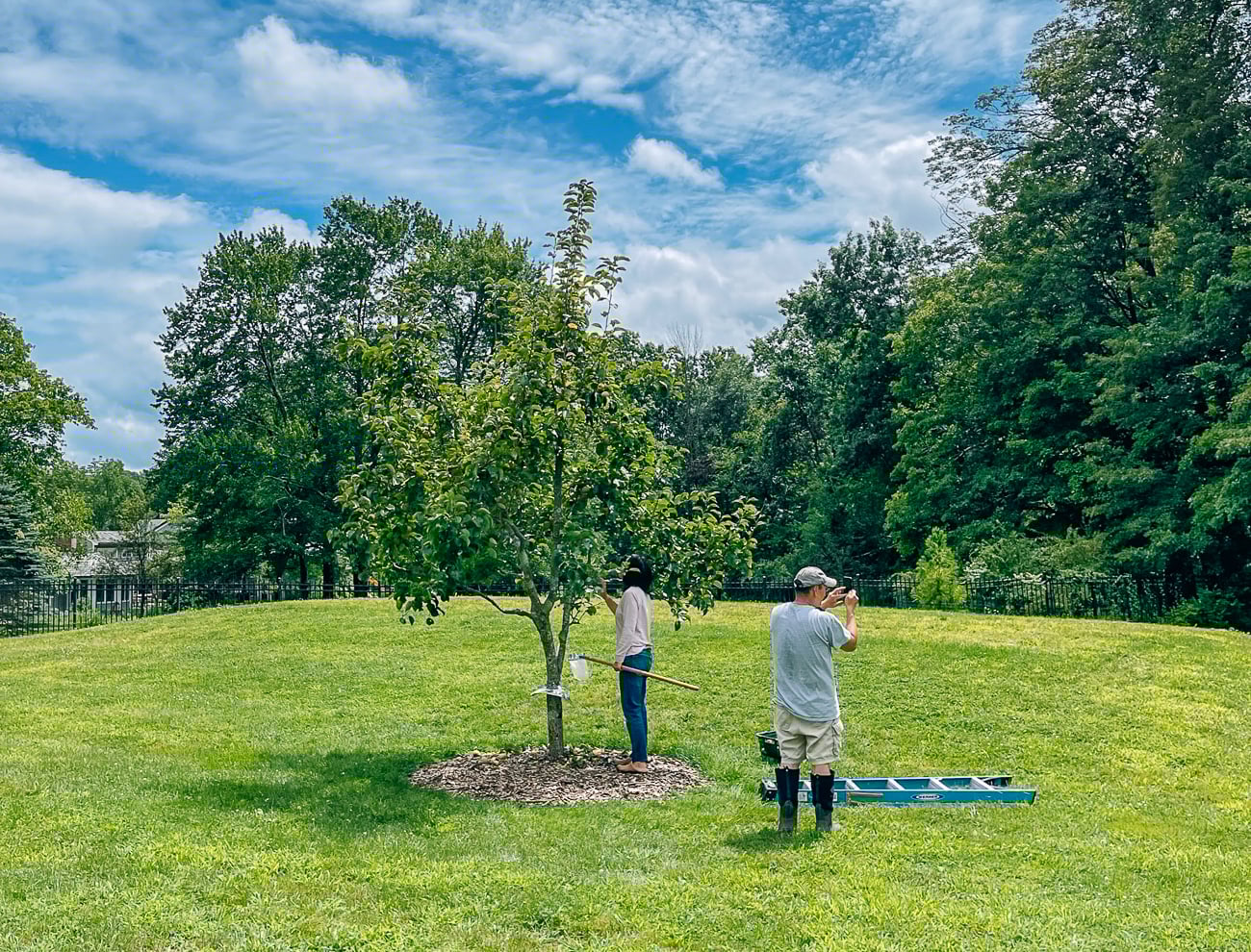 bill and judy picking pears